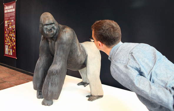 Grands singes light 1